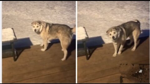 Stubborn dog in freezing snow refuses to come inside