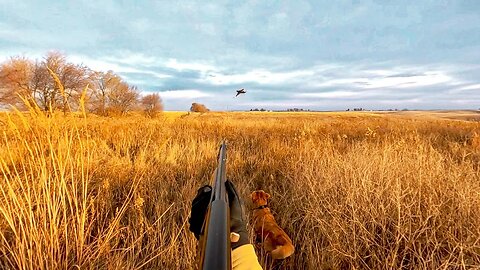 Pheasant Hunting with BROWNING A5 SWEET SIXTEEN and Golden Retrievers