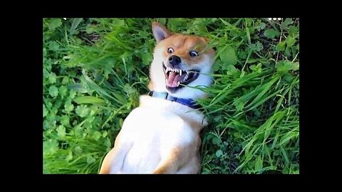 Episode #17 Best Funny Videos Compilation 2024 | Funny Animal Edition