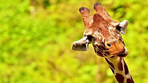 CRAZY STORY: Overly Friendly Giraffe Surprises Campers