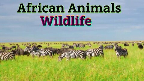National Park Animals Video - 4K African Wildlife National Geographic