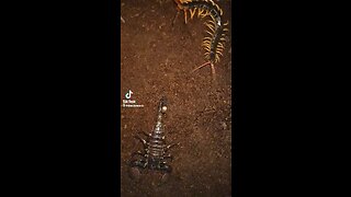 Scorpio against centipede