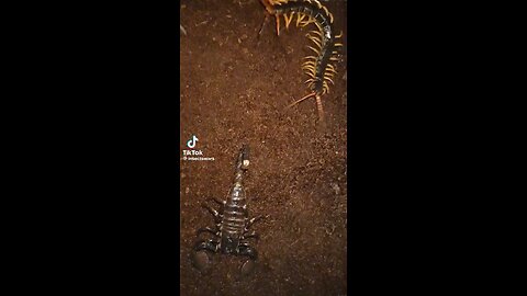 Scorpio against centipede
