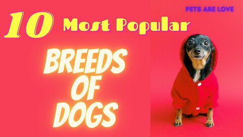 "🐶 Top 10 Most Popular Dog Breeds: A Must-Watch for All Pet Lovers! 🐾 | Pets Are Love"