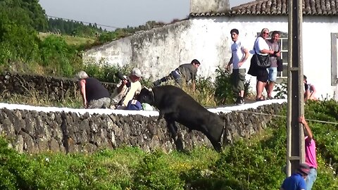 Best Funny Vídeos With Bulls - Clip 11/2015 - Terceira Island Bullfights - Azores