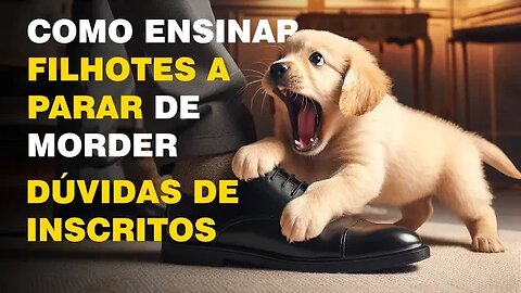 Como fazer filhote parar de morder - Respondendo Dúvidas