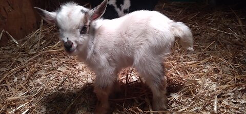Update on Queen Mab & Her Twins/Nigerian Dwarf Goat Doe & Bucklings