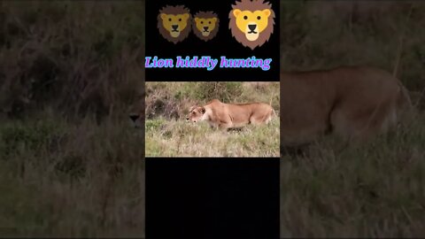 Lion hiding hunting 2022 | King of the jungle #youtubeshorts #shorts #shortvideo