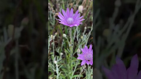 Latar belakang alami dengan bunga liar lilac