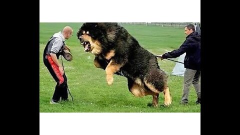 10 Most Powerful Dogs in the World