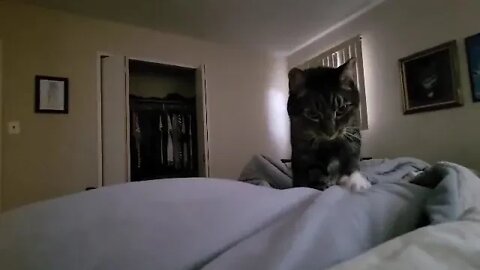 Adorable Cat Alarm Clock