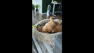 GIANT Pit Bull plays like a puppy!! 🦁🙃😆