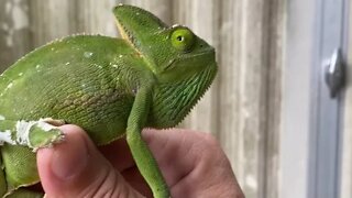 TheFamilyDoes Adds Two More Chameleons to the Sactuary