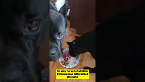 Cane Corso Food AGRESSION #shorts #viral #pets