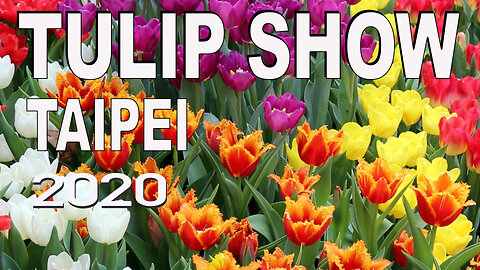 Taipei Tulip Show 2020 how to stage and dismantle 100,000 bulbs in a subtropical climate in Taiwan