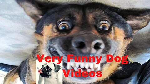 Patrick trolls Funny Dog