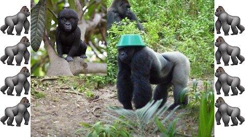 Awesome and Cute Gorillas (GORILLA FOOTAGE)