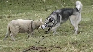 Energetic Lamb Enjoys Outdoor Playtime With Husky Friend