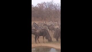 Zebra with the Kick