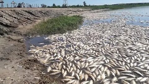 Καταστροφική Ξηρασία: Τόνοι νεκρών ψαριών στη Βραζιλία