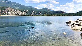 Zippy Blue Heeler Returns to Clear Creek Reservoir Colorado Rocky Mountains