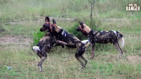 Painted Wolves Play And Feed In South Africa | Archive Clip