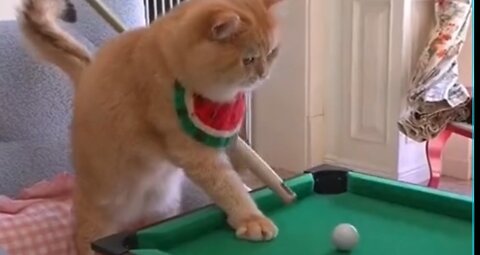 Cat play billet it's amazing viral vedio