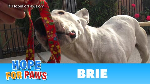 A microchip revealed that a Bull Terrier traveled 300 miles, but no one knows how!