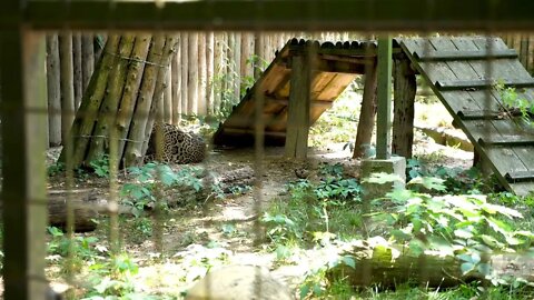 Lazy cheetaz in the zoo cage rolling on his back. Captive animal. Slow motion