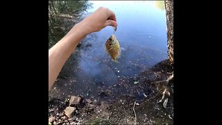 Bluegill