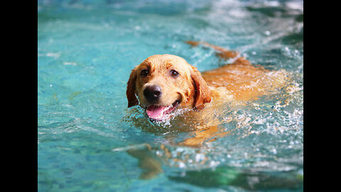 Teaching My Dogs How To Swim