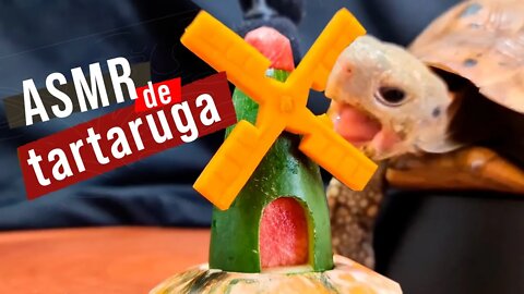 MOINHO DE PEPINO E TARTARUGA O QUE TEM A VER? ASMR PARA VOCÊ!