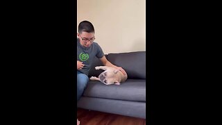 Taking a Nap After Sleeping Schedule | Mochi The French Bulldog