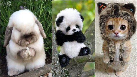 "Ultimate Cuteness Overload: Adorable Animals That Will Melt Your Heart!"