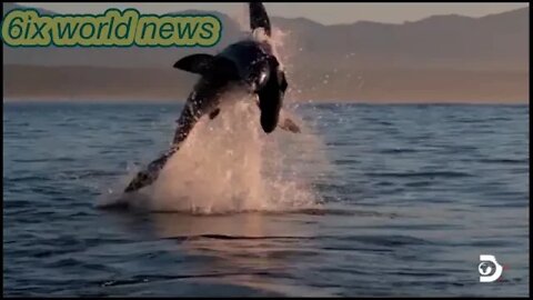 shark breaches water on 'Shark Women'