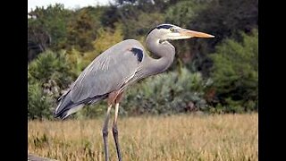 Great blue heron Hiding