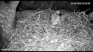 Owlet Enjoys a Bird Dinner 🦉 3/26/22 22:28