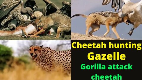 OMG! Gorilla attack cheetah and cheetah hunting Jackal gazelle ||2022||