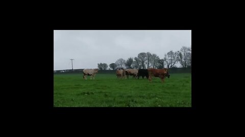 Curious cows:))