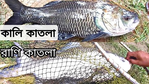 কালি কাতলা ও রাণি কাতলা মাছ শিকার/Natural fishing