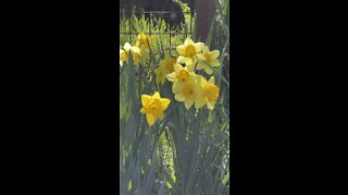 Fresh Daffodils