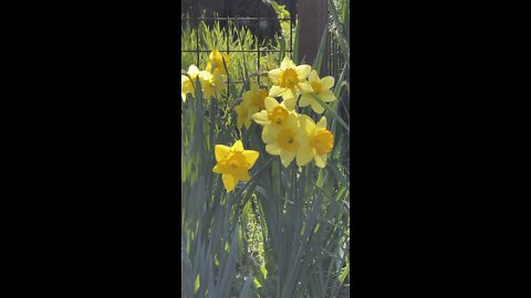 Fresh Daffodils