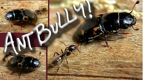 Tiny Ant Attacks Four-Spotted Sap Beetle But to No Avail