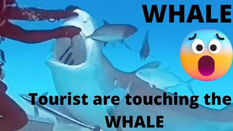WHALE #sabircool #Entertainment #whale #bluewhale #youtube