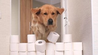 My Dog’s Reaction To The Toilet Paper Wall Challenge