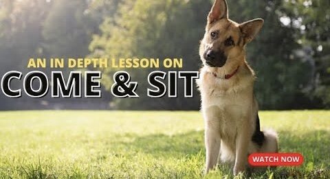 How to Teach Your Dog Come and Sit: In Depth Video