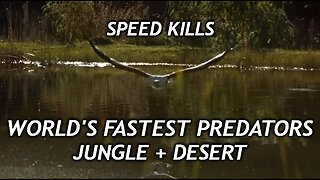Documentary Educational: Fastest Predators Prey - Speed Kills Jungle Desert - Nature Animals