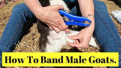 How To Band Male Goats.