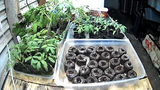 Seedling Timelapse Ending 11-02-2024