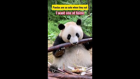 Watching pandas eat bamboo is really cute
